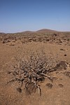 Euphorbia scheffleri Marsabit severne Kenya 2014 Christian IMG_1958.jpg